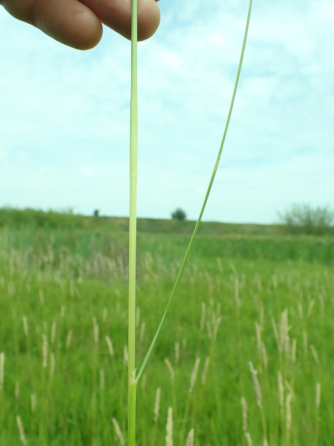 Slimstem reedgrass: slimstem reedgrass growing in the open wetlands towards the south end of the Indreland Audubon Wetland Preserve, Bozeman, Gallatin County, Montana. A rhizomatou