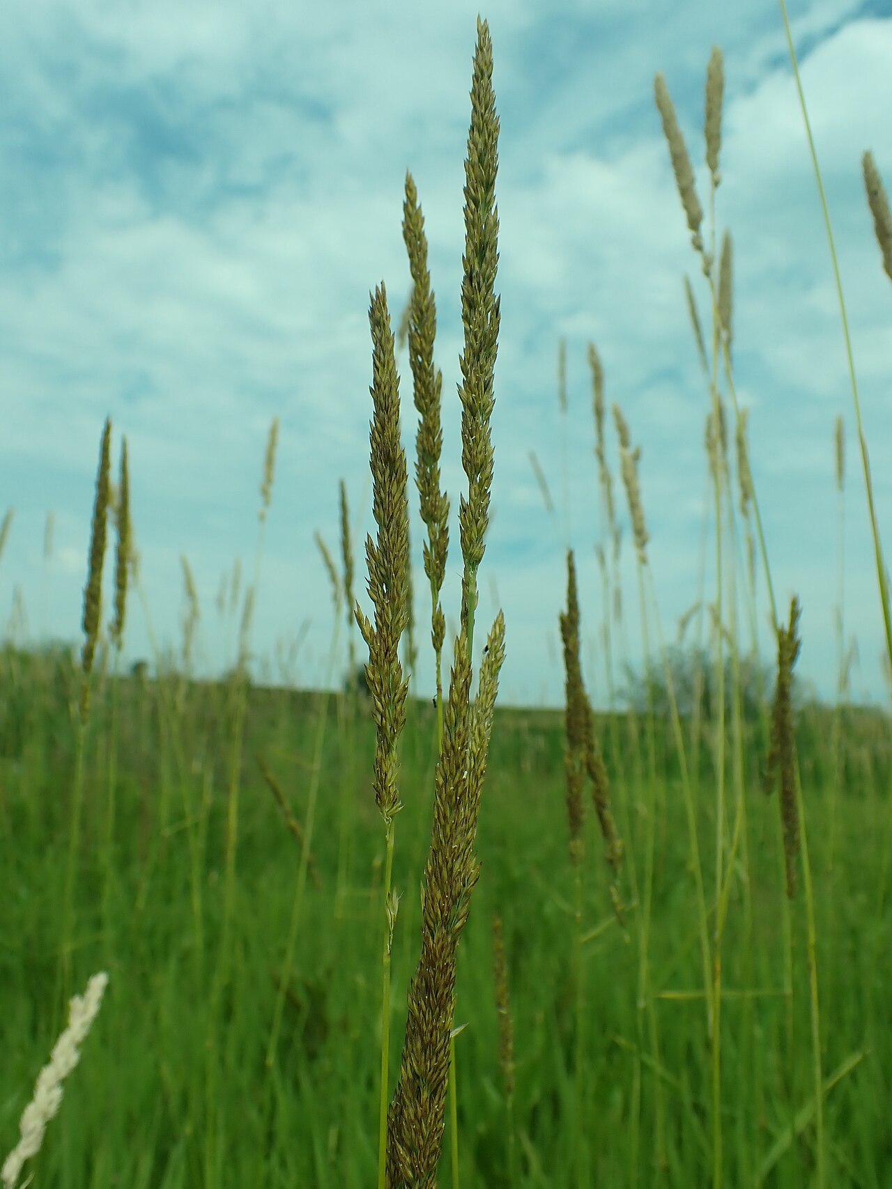 Slimstem reedgrass: slimstem reedgrass growing in the open wetlands towards the south end of the Indreland Audubon Wetland Preserve, Bozeman, Gallatin County, Montana. A rhizomatou