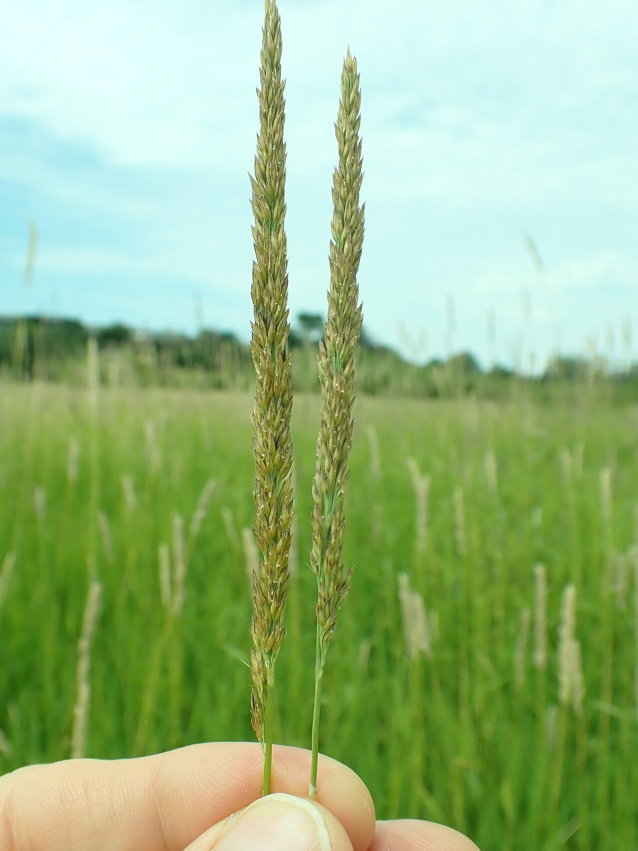 Slimstem reedgrass: slimstem reedgrass growing in the open wetlands towards the south end of the Indreland Audubon Wetland Preserve, Bozeman, Gallatin County, Montana. A rhizomatou