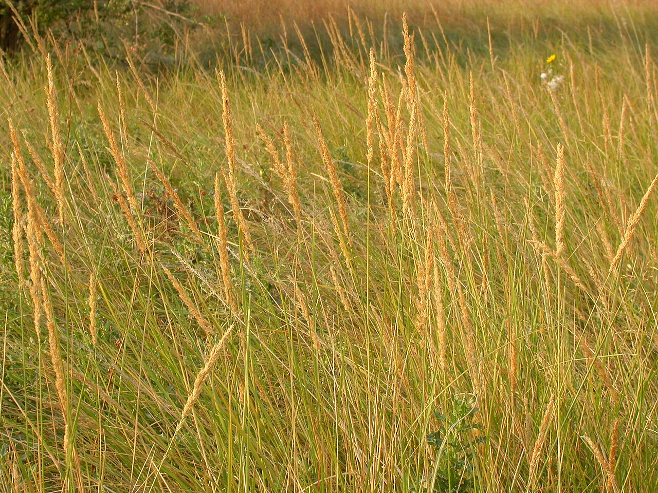 Slimstem reedgrass: Calamagrostis stricta is the grass in the center with narrow or contracted spikes and that forms dense stands.