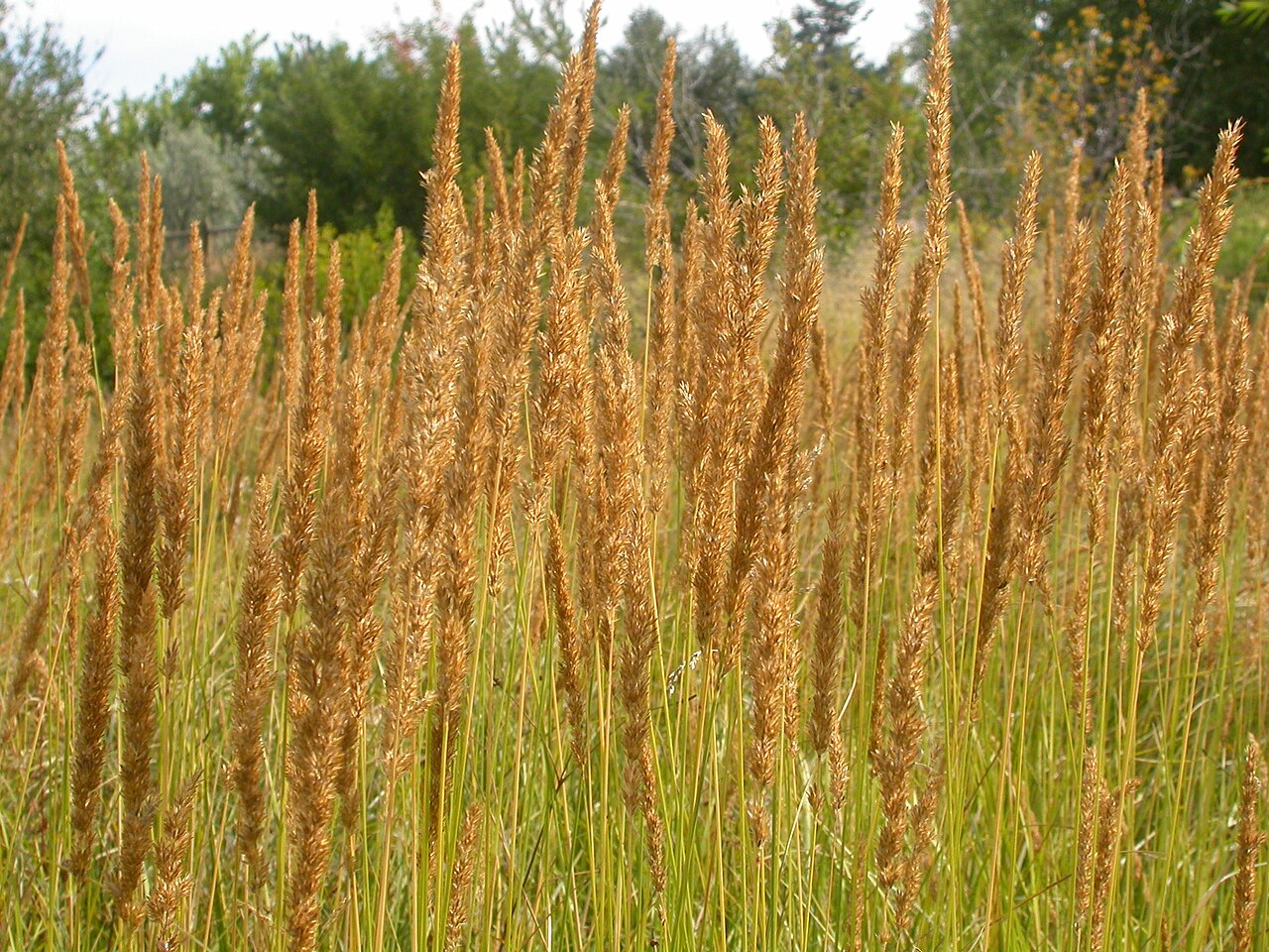Slimstem reedgrass: Calamagrostis stricta . The rusty brown narrow inflorescence are rendered conspicuous by the often large numbers of flowering stalks within a single stand.