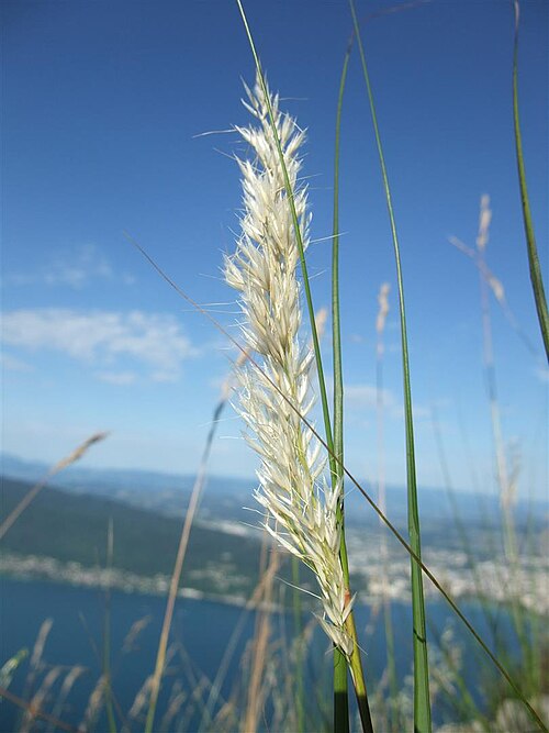 Calamagrostis varia: Calamagrostis varia