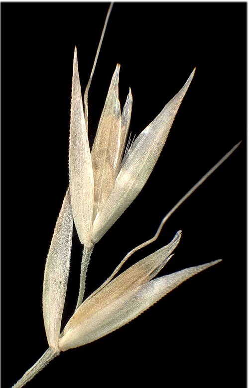 Calamagrostis varia: Calamagrostis varia