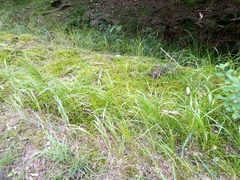 Calamagrostis villosa (Calamagrostis villosa)