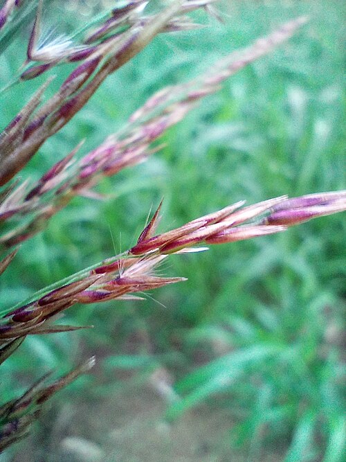 Calamagrostis villosa: Calamagrostis villosa