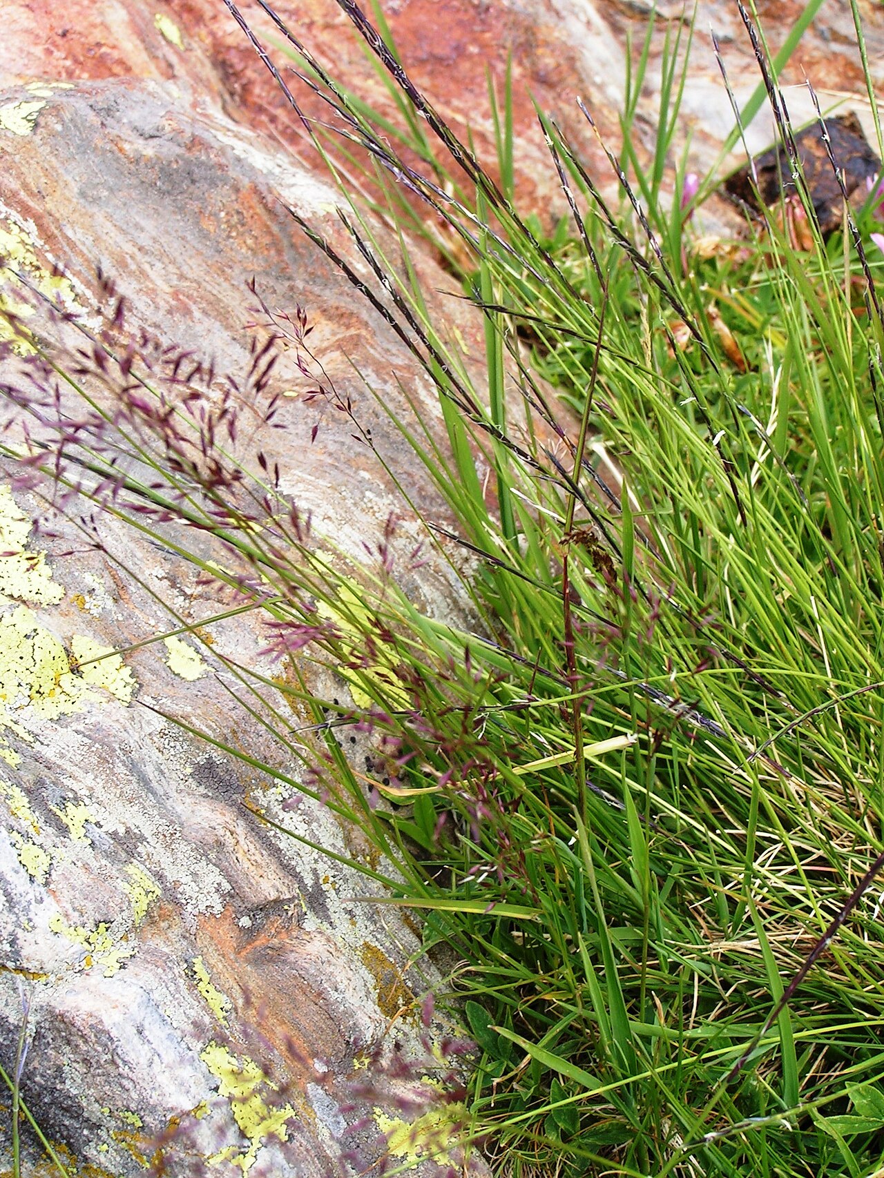 Calamagrostis villosa: Calamagrostis villosa