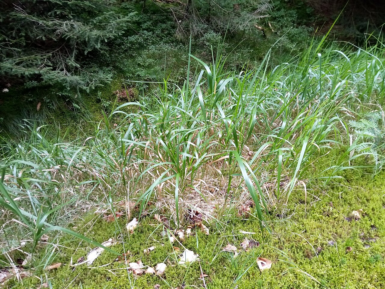 Calamagrostis villosa: Calamagrostis villosa
