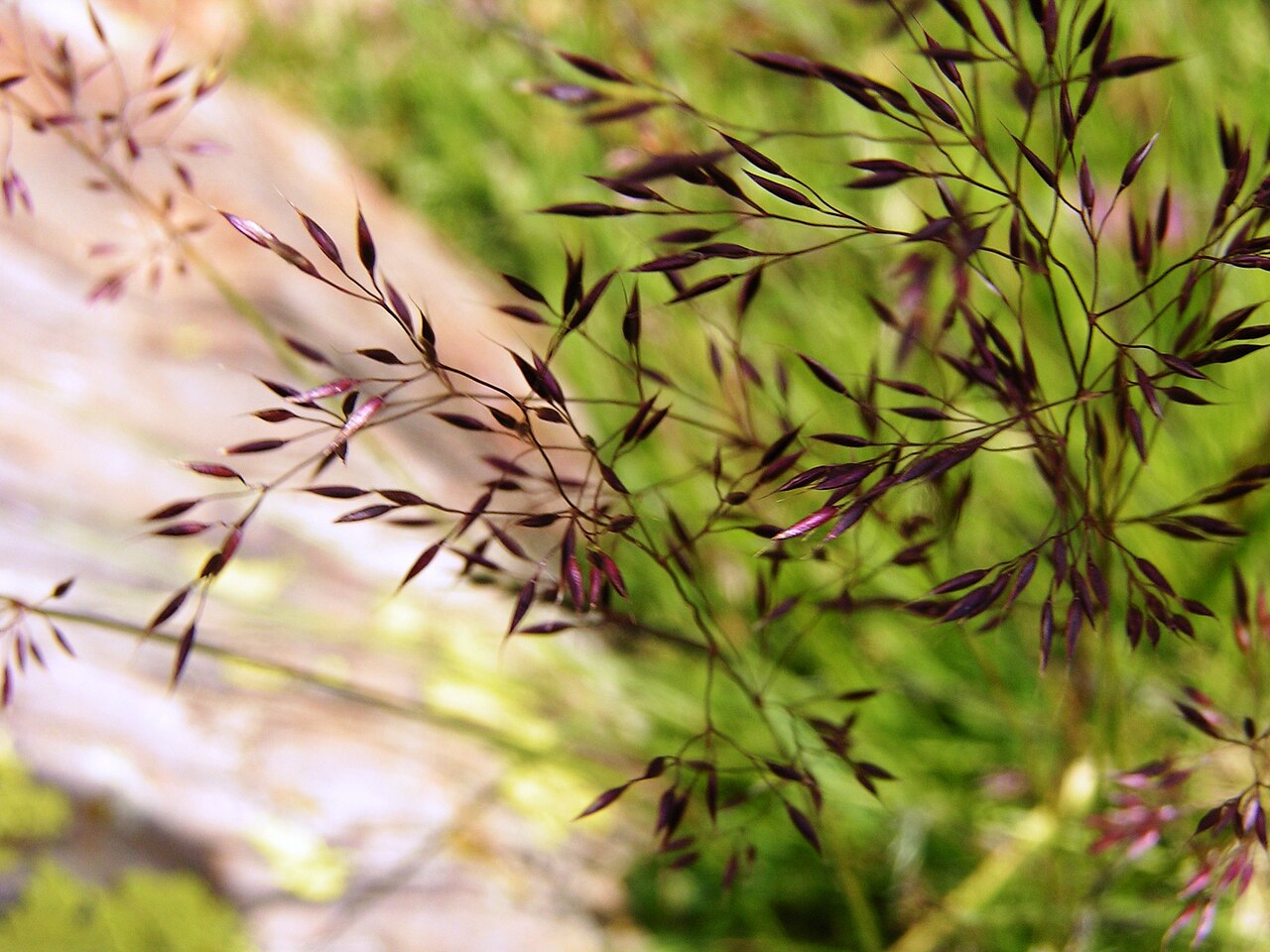 Calamagrostis villosa: Calamagrostis villosa