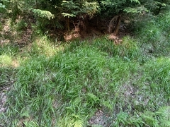Calamagrostis villosa (Calamagrostis villosa)