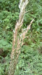 Calamagrostis villosa (Calamagrostis villosa)
