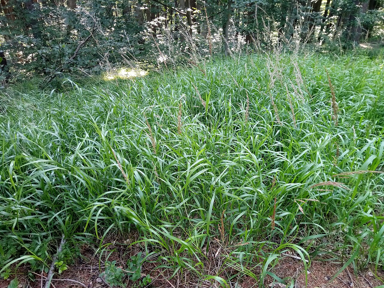 Calamagrostis villosa: Calamagrostis villosa