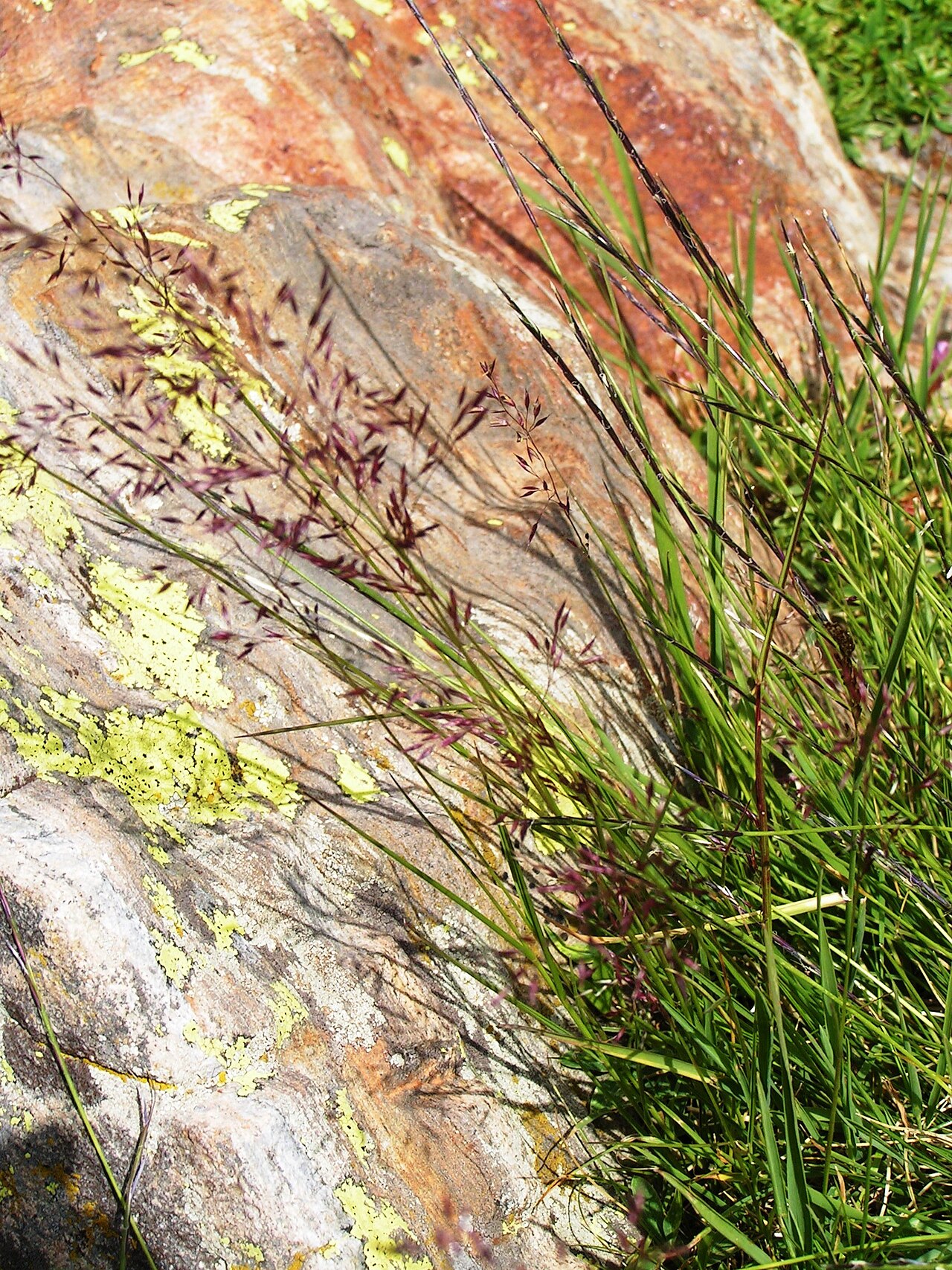 Calamagrostis villosa: Calamagrostis villosa