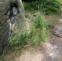 Calamagrostis villosa (Calamagrostis villosa)