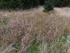 Calamagrostis villosa (Calamagrostis villosa)