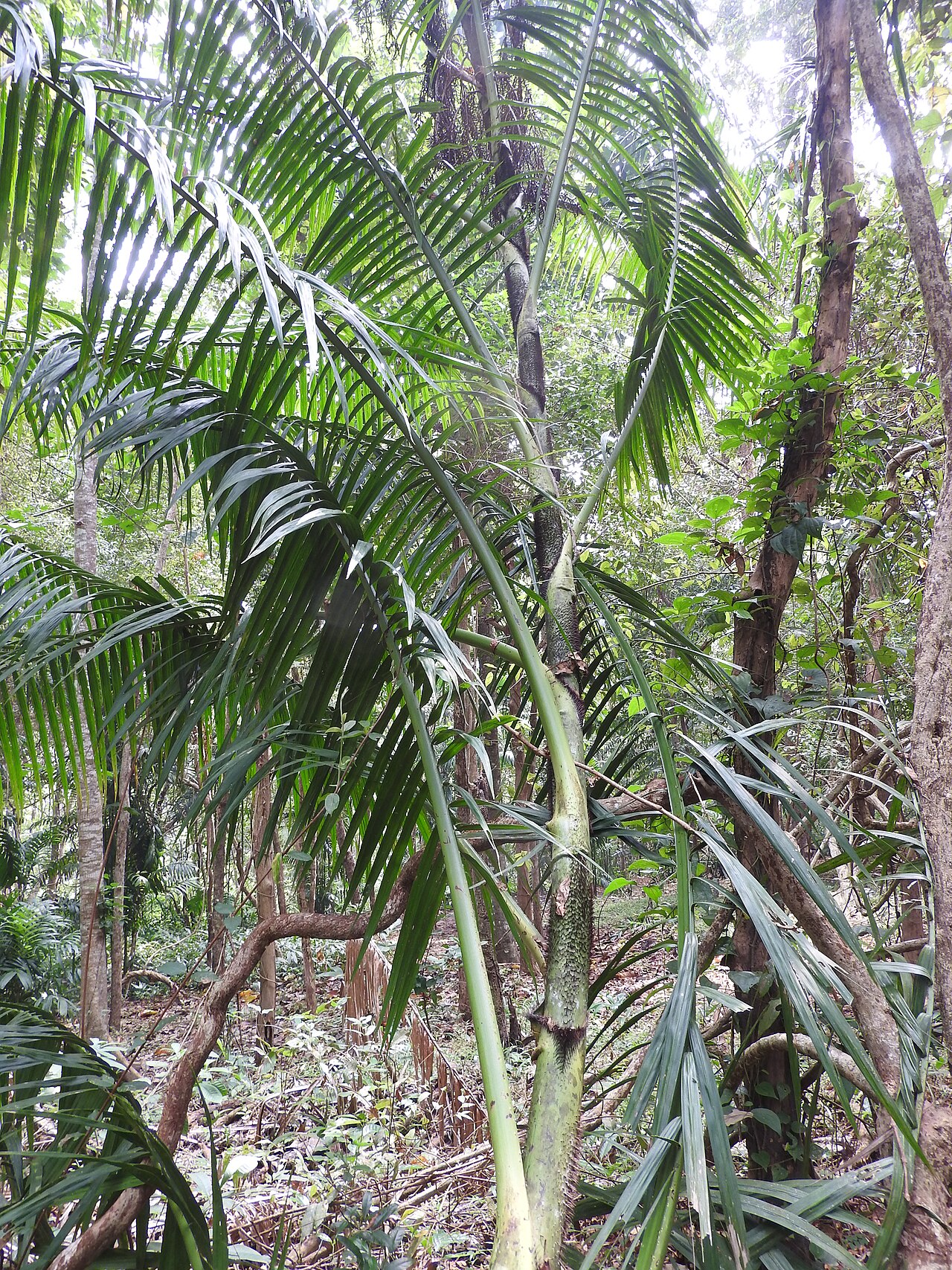 Calamus andamanicus: Arecaceae-stem 24 m long,leaf 4 m long.