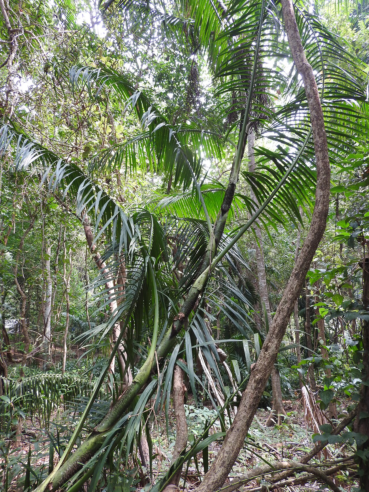 Calamus andamanicus: Arecaceae-stem 24 m long,leaf 4 m long.