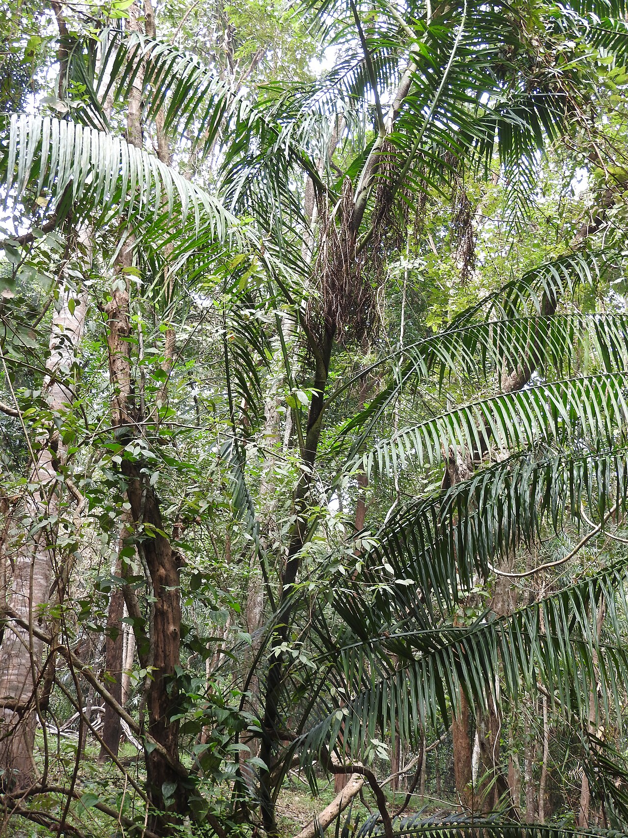 Calamus andamanicus: Arecaceae-stem 24 m long,leaf 4 m long.