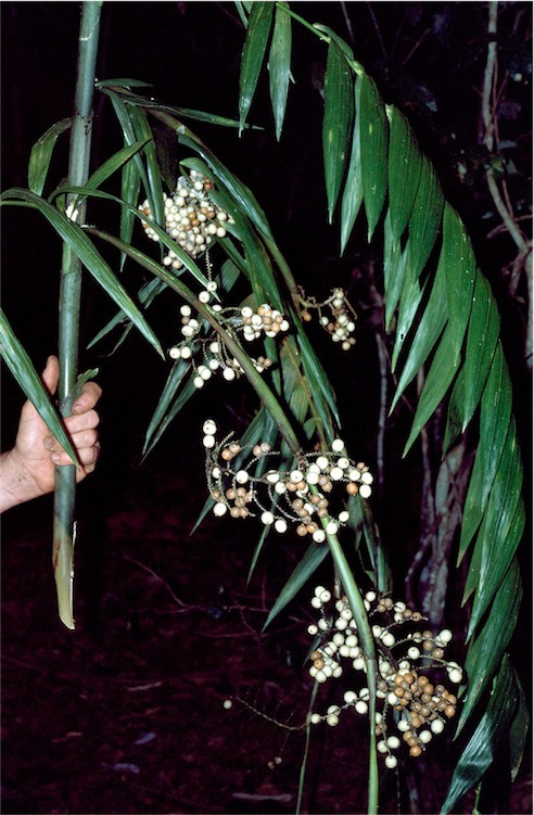 Lockerbie Scrub wait-a-while: Calamus aruensis with fruit