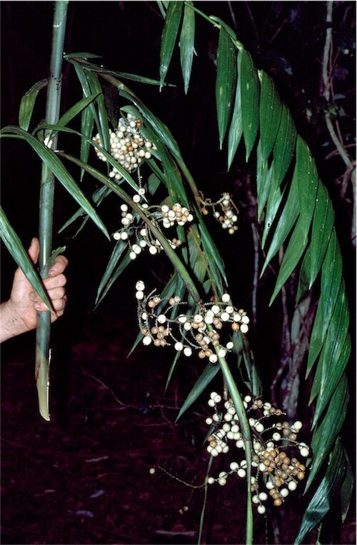 Lockerbie Scrub wait-a-while: Calamus aruensis with fruit
