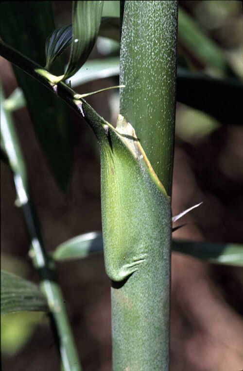 Lockerbie Scrub wait-a-while: Calamus aruensis stem