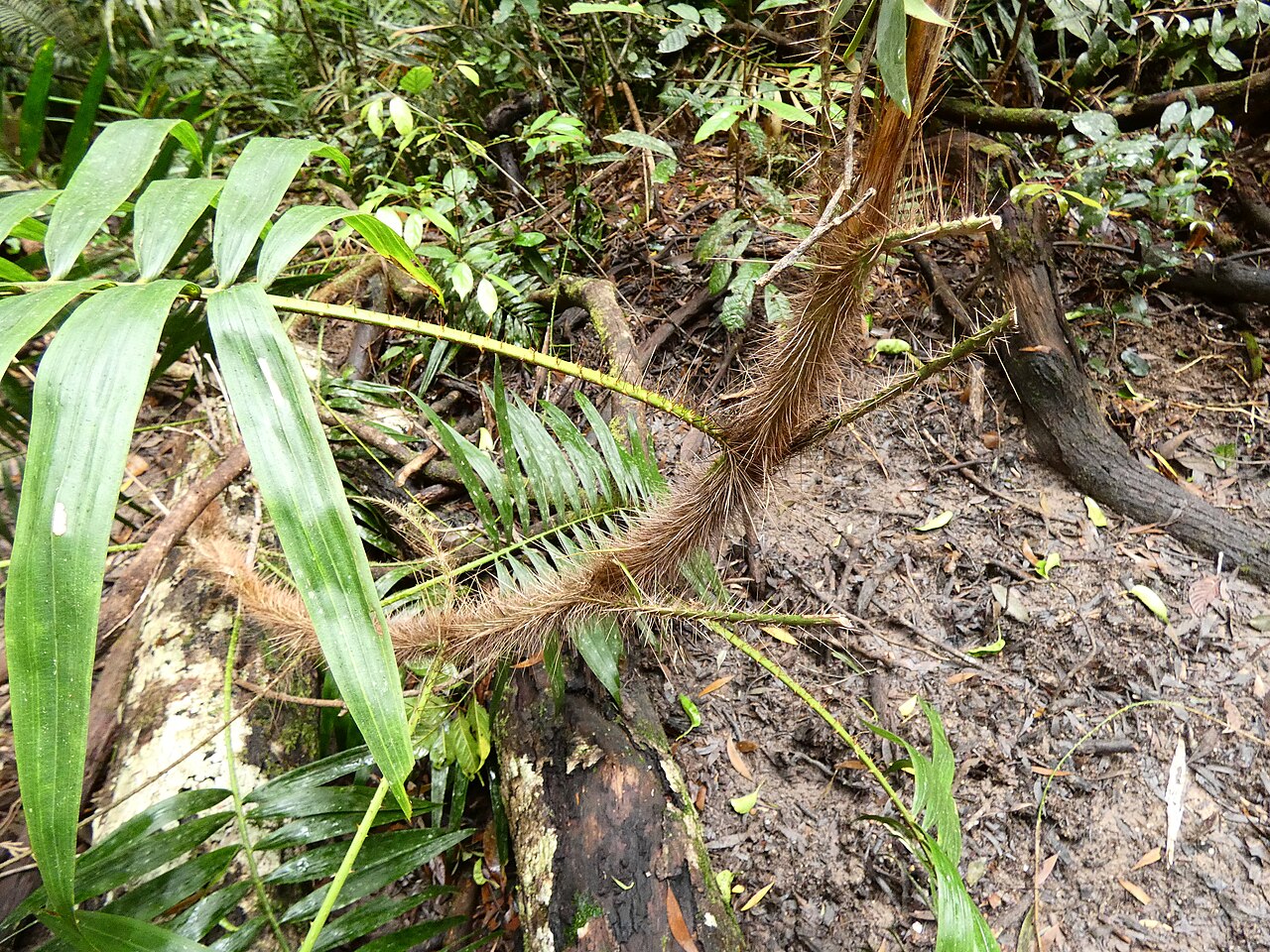 Wait-a-while: Calamus australis in Dindin National Park, Queensland