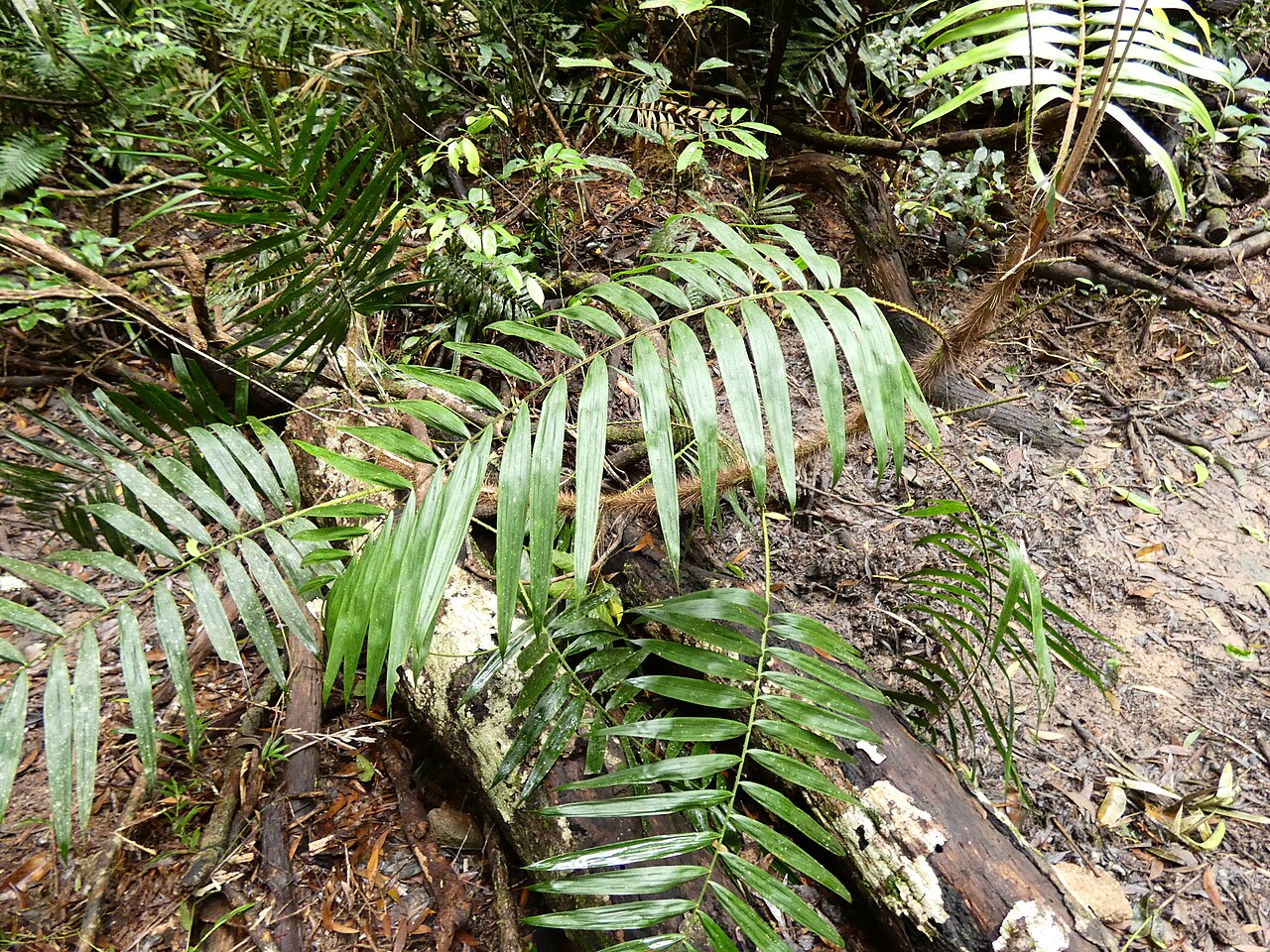 Wait-a-while: Calamus australis in Dindin National Park, Queensland