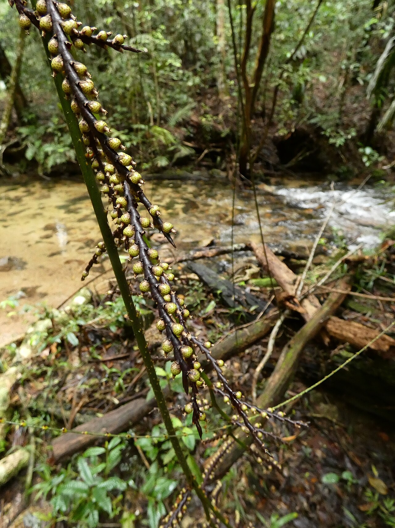 Wait-a-while: Calamus australis with immature fruit in Dindin National Park, Queensland