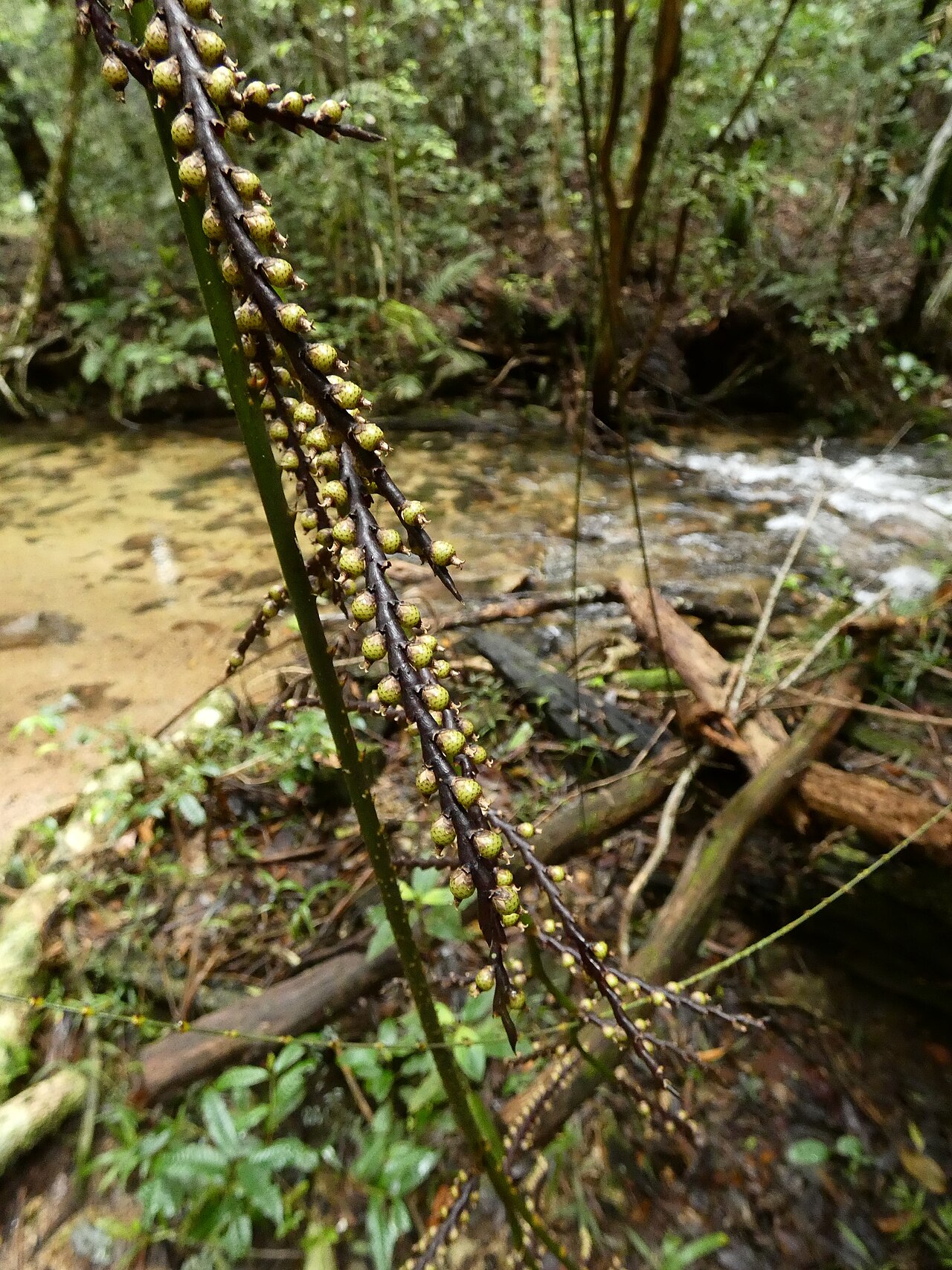 Wait-a-while: Calamus australis with immature fruit in Dindin National Park, Queensland