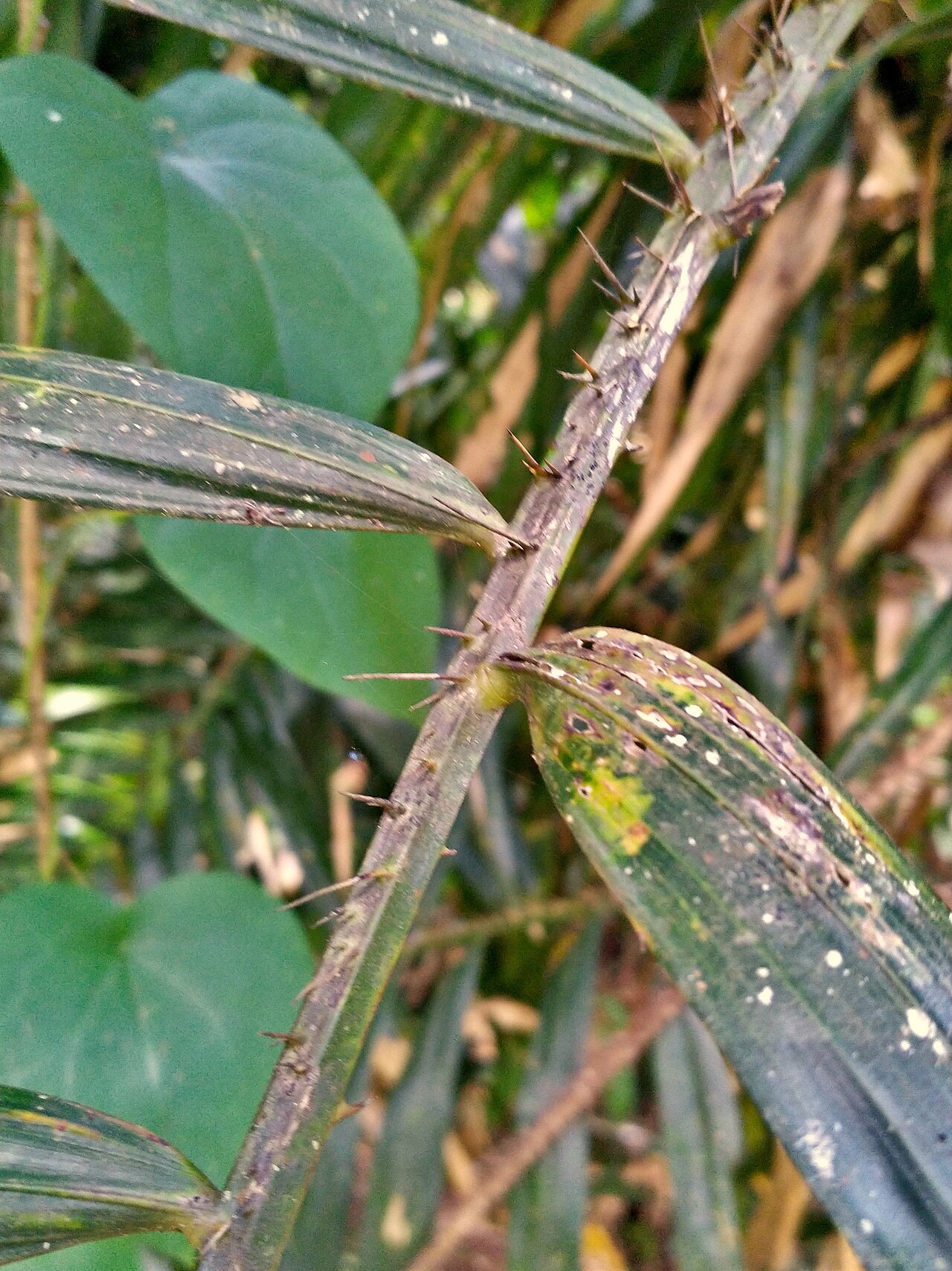 Wait-a-while: Rachis of Calamus australis with spines