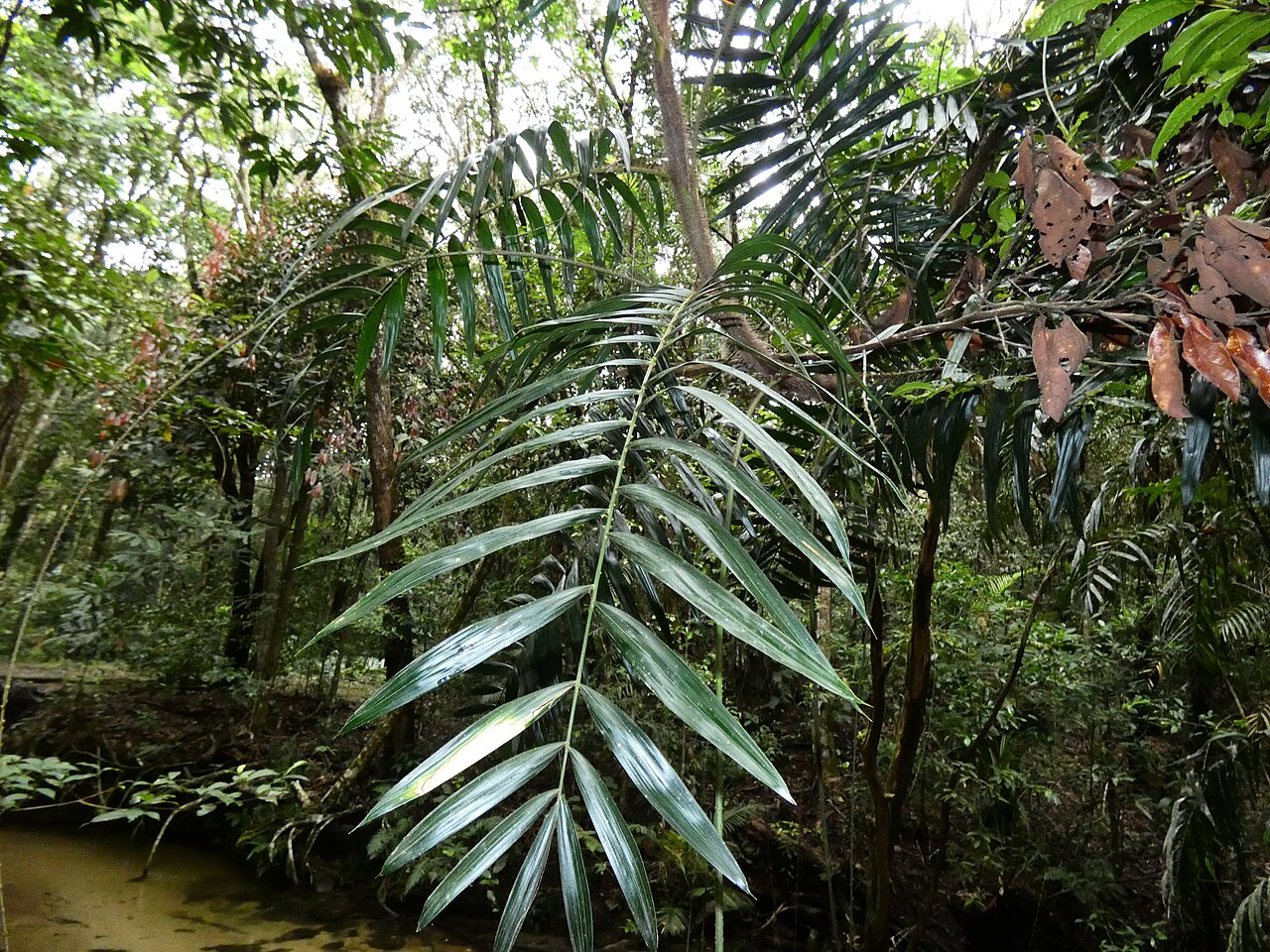 Wait-a-while: Calamus australis with immature fruit in Dindin National Park, Queensland