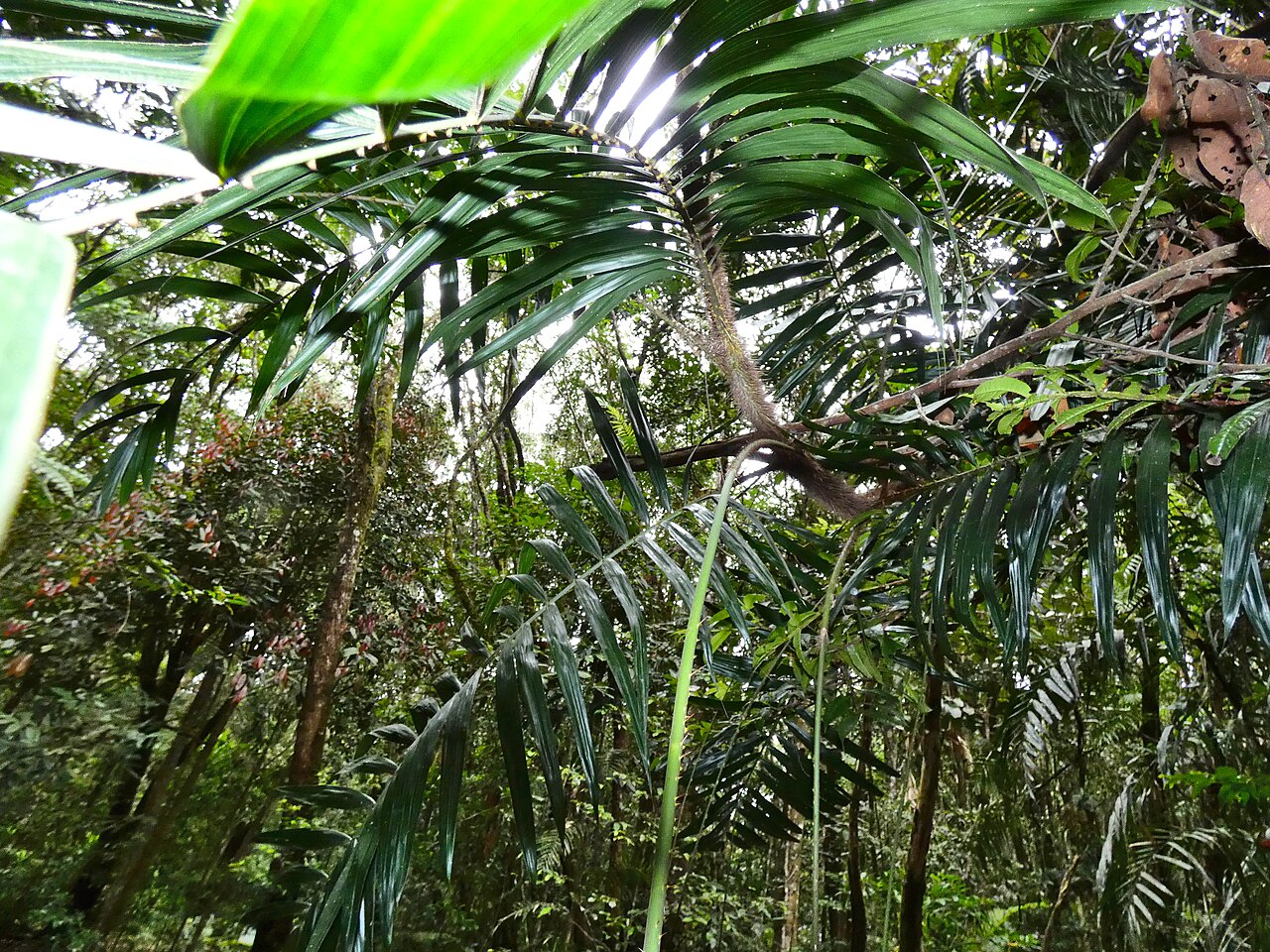 Wait-a-while: Calamus australis with immature fruit in Dindin National Park, Queensland