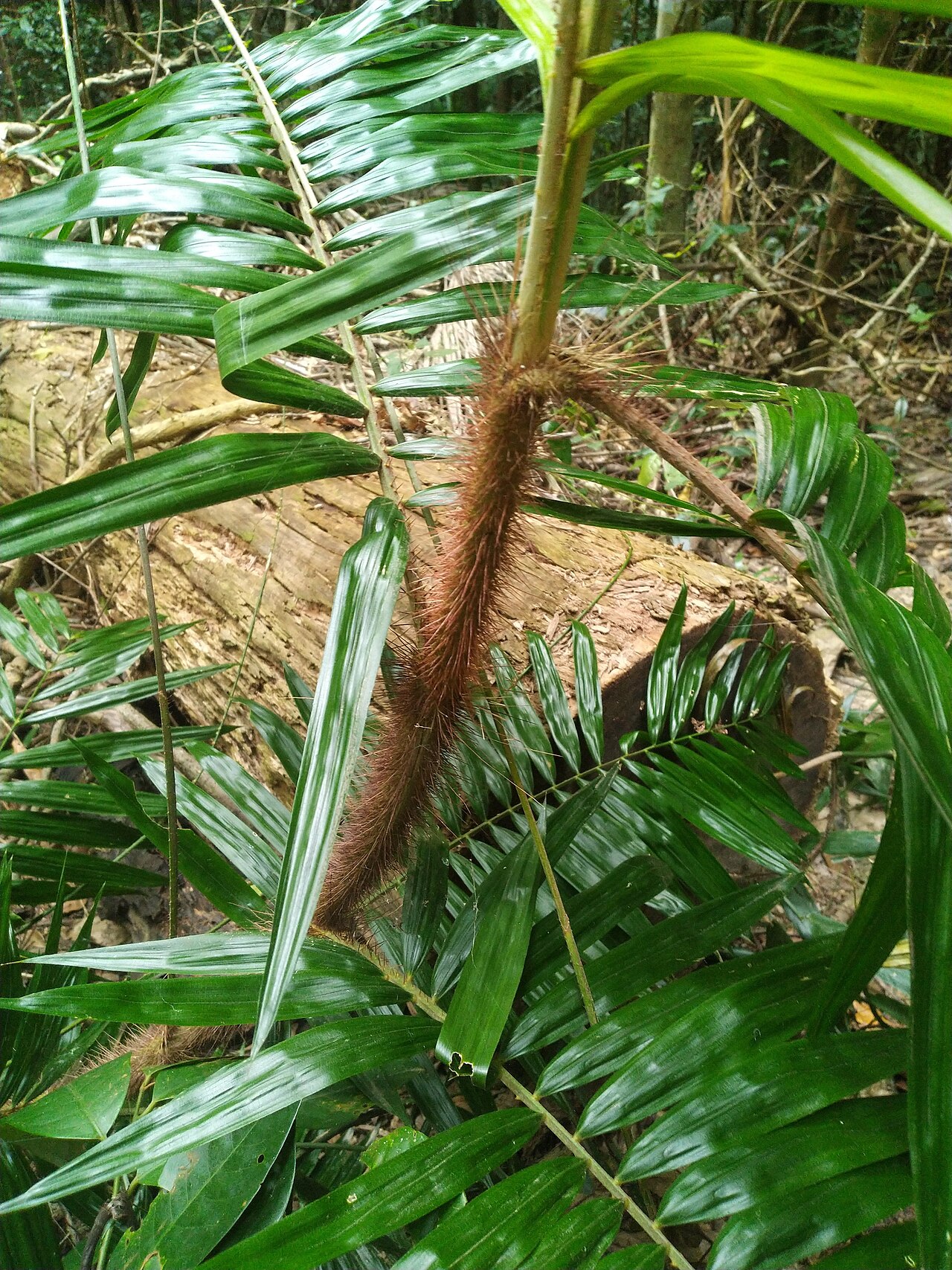 Wait-a-while: Leaves and "hairy" stem of Calamus australis