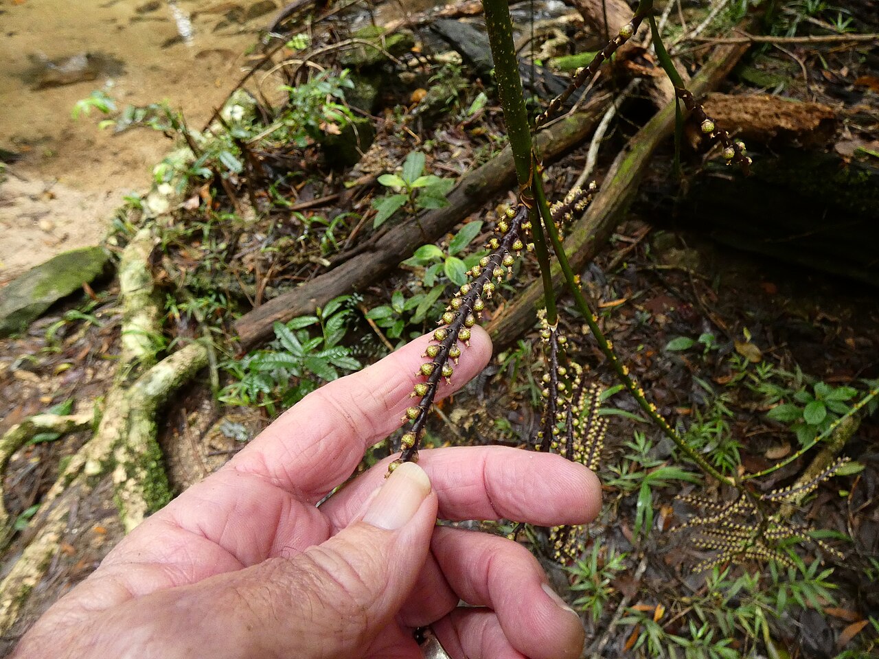 Wait-a-while: Calamus australis with immature fruit in Dindin National Park, Queensland