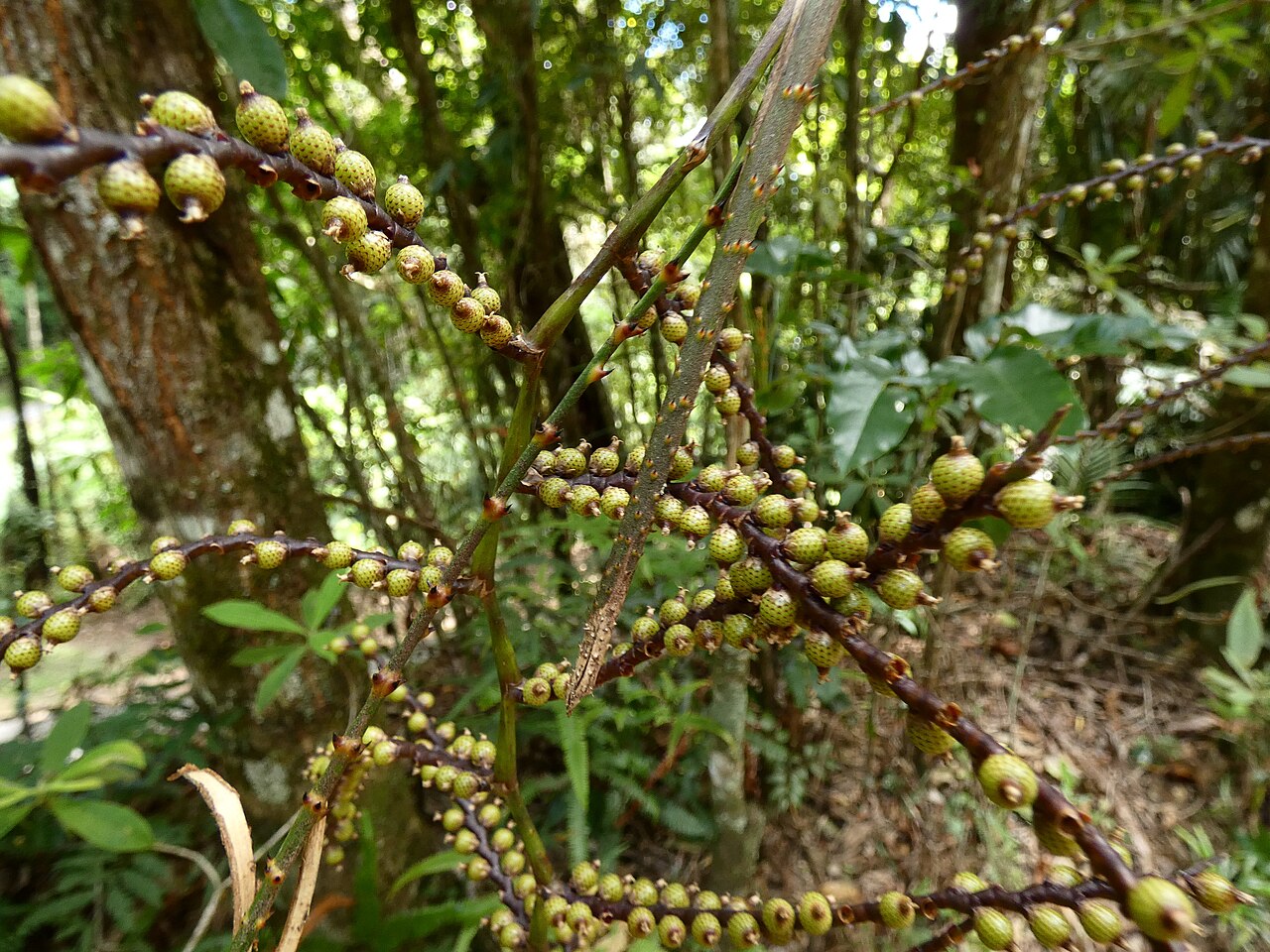 Wait-a-while: Immature fruit of Calamus australis on the Lamb Range west of Cairns , Queensland