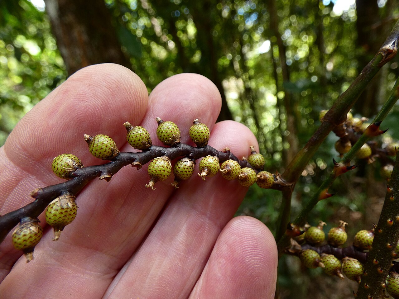 Wait-a-while: Immature fruit of Calamus australis on the Lamb Range west of Cairns , Queensland