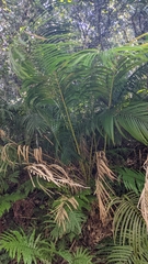 Calamus beccarii (Calamus beccarii)