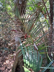 Calamus beccarii (Calamus beccarii)
