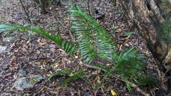 Calamus beccarii (Calamus beccarii)