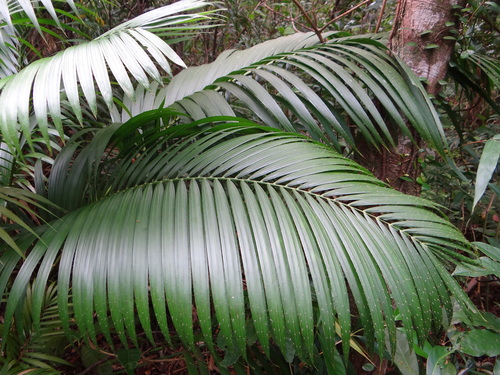 Calamus beccarii (Calamus beccarii)