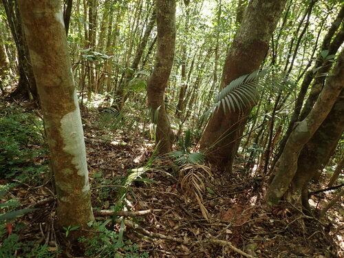Calamus beccarii (Calamus beccarii)
