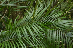 Calamus beccarii (Calamus beccarii)