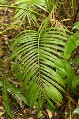 Calamus beccarii (Calamus beccarii)