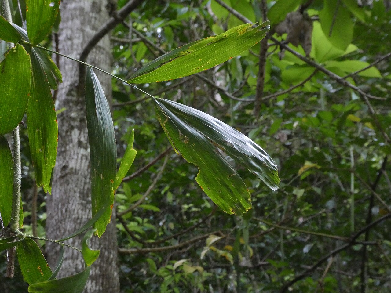 Fishtail lawyer cane: Calamus caryotoides at Crystal Cascades near Cairns , Queensland