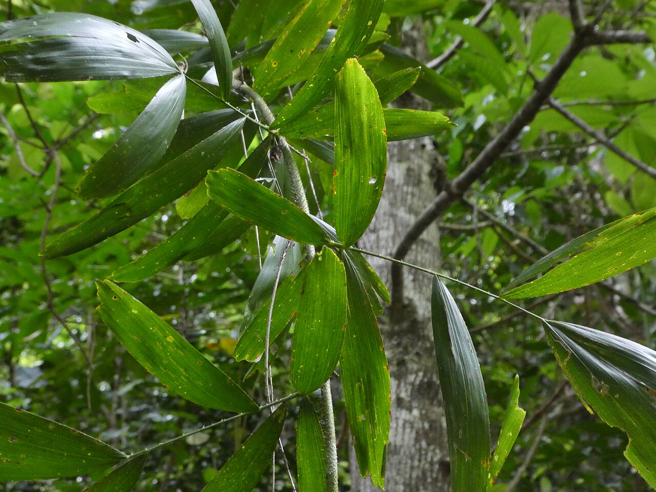 Fishtail lawyer cane: Calamus caryotoides at Crystal Cascades near Cairns , Queensland