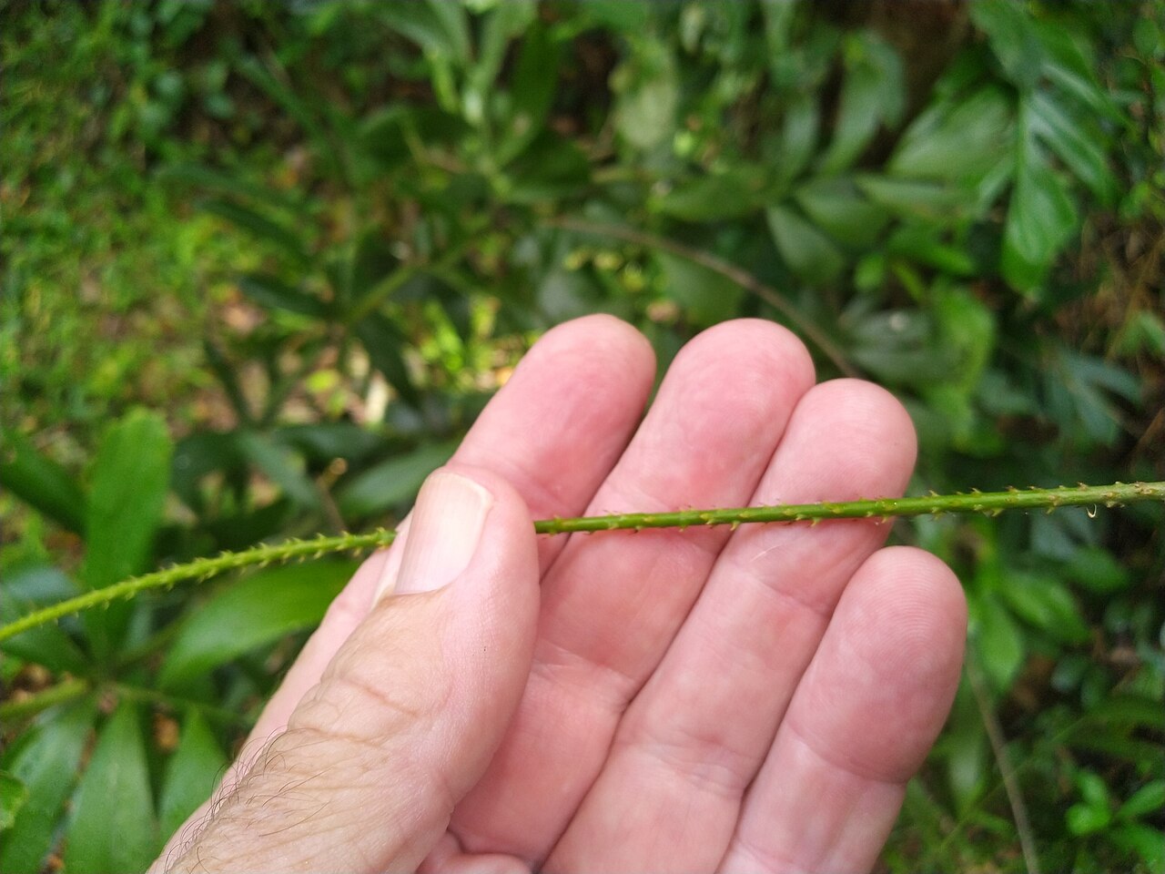 Fishtail lawyer cane: Tendril of the fishtail lawyer vine ( Calamus caryotoides ), with sharp hooks that help the plant to climb into the forest canopy