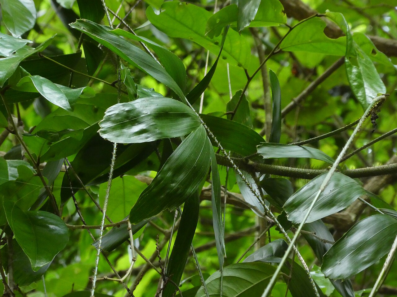 Fishtail lawyer cane: Calamus caryotoides at Crystal Cascades near Cairns , Queensland