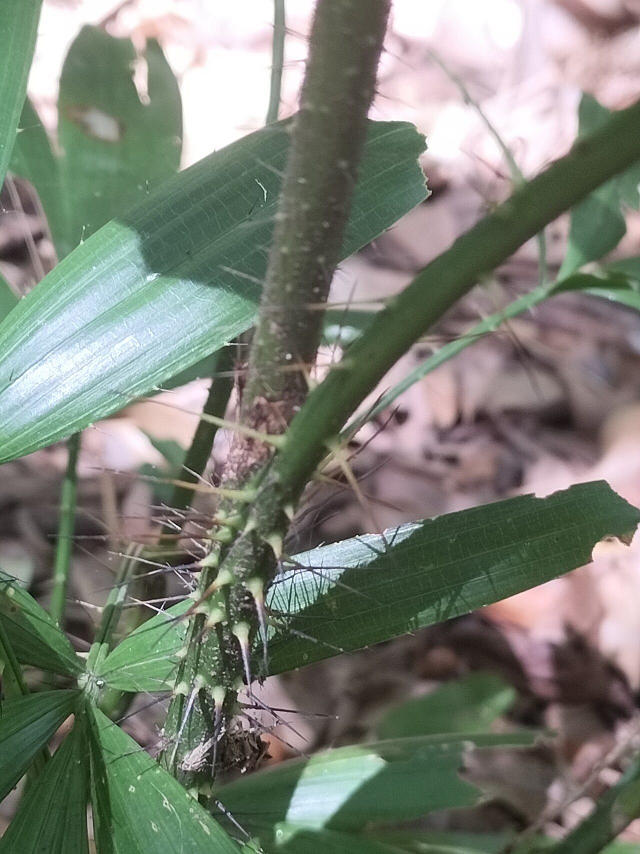 Fishtail lawyer cane: Spiny stems of the fishtail lawyer vine