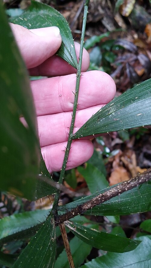 Fishtail lawyer cane: fishtail lawyer vine