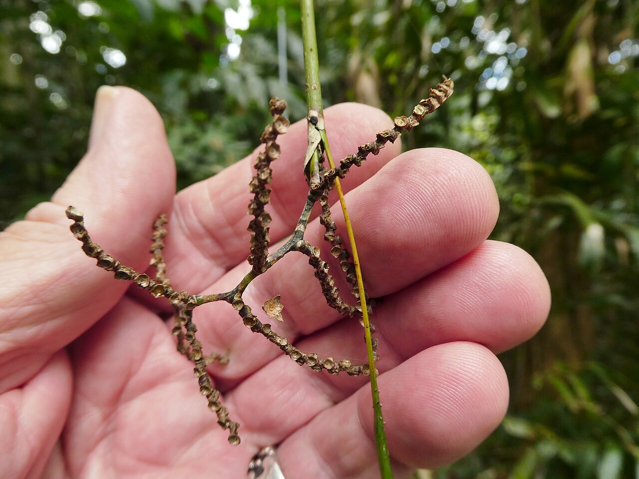 Fishtail lawyer cane: Calamus caryotoides infructescence after releasing all fruit