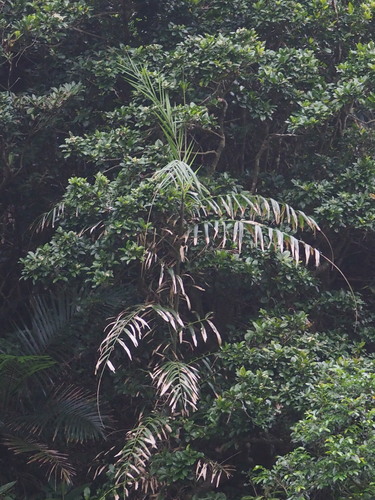 Calamus formosanus (Calamus formosanus)